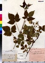 Rubus setosus image