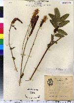 Sanguisorba canadensis image