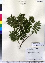 Sorbus americana image