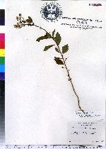 Spiraea betulifolia var. corymbosa image