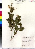 Spiraea alba image