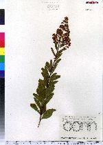 Spiraea alba image