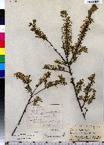 Image of Spiraea hypericifolia