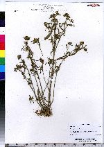 Bidens hyperborea image