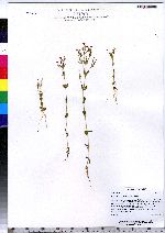 Centaurium pulchellum image