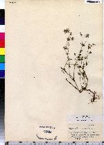 Asperula arvensis image