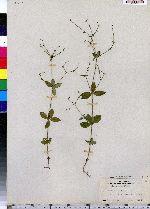 Galium circaezans image