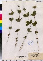 Galium circaezans image