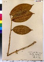 Maianthemum racemosa image