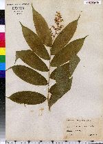 Maianthemum racemosa image