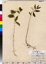 Image of Oakesia sessilifolia