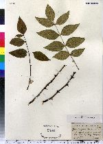 Zanthoxylum americanum image