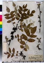 Zanthoxylum americanum image