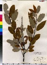 Salix pyrifolia image