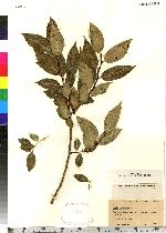 Salix pentandra image