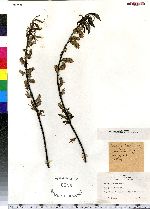 Salix sericea image