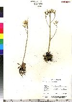 Saxifraga virginiensis var. virginiensis image