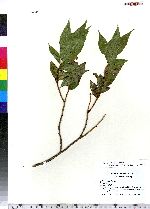 Salix pentandra image