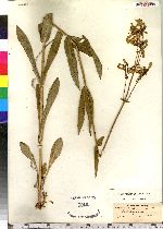 Penstemon laevigatus image