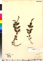 Veronica officinalis image