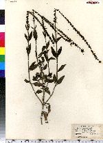 Veronica spicata image