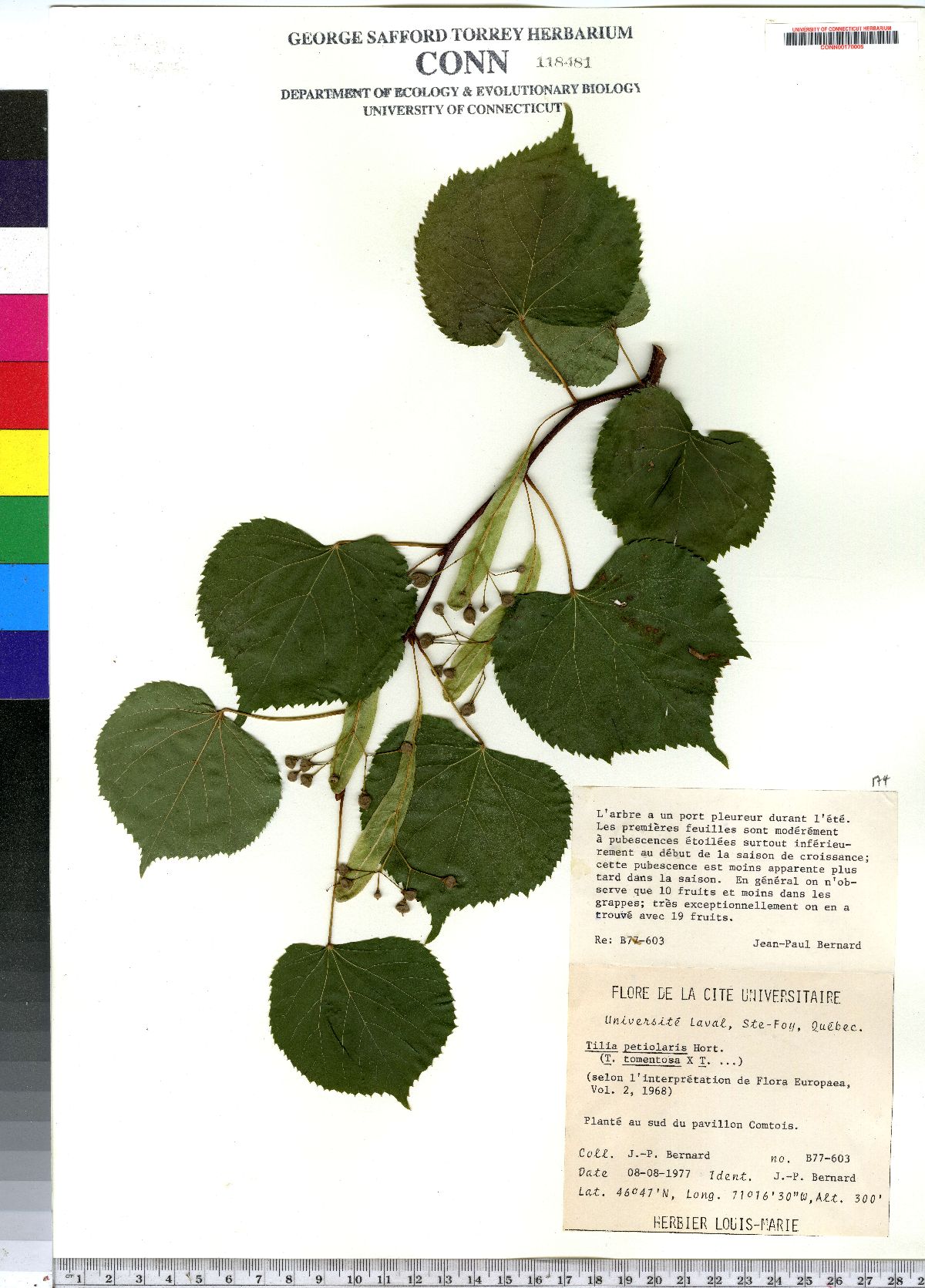 Tilia petiolaris image