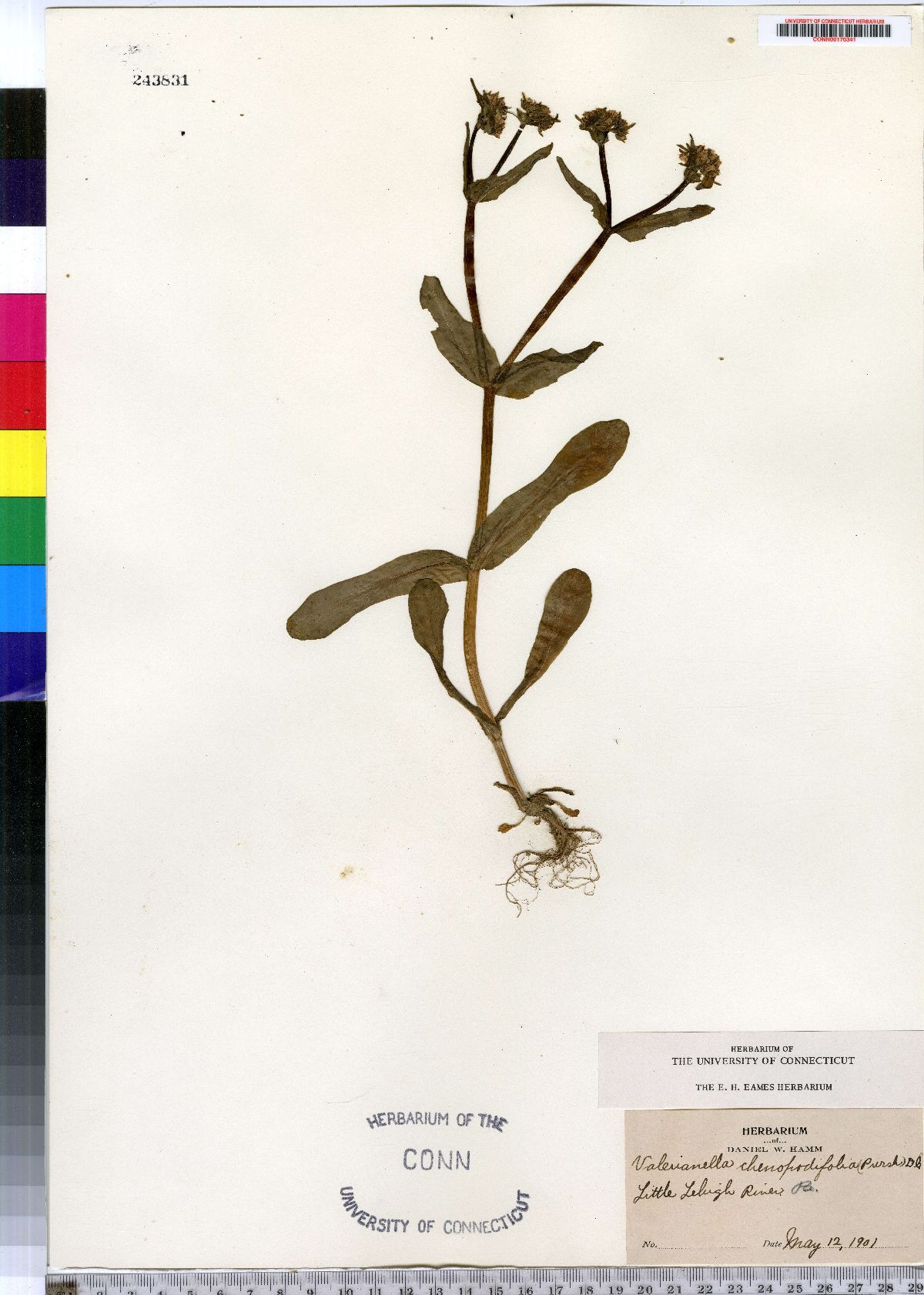 Valerianella chenopodifolia image