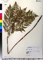 Pteridium aquilinum image