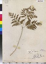 Pteris aquilina image