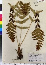 Osmunda claytoniana image