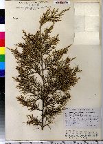 Juniperus virginiana image