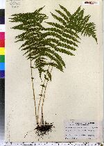 Parathelypteris noveboracensis image