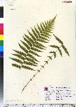 Parathelypteris noveboracensis image