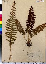 Polystichum acrostichoides image