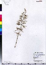 Equisetum sylvaticum image