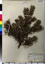 Pinus sylvestris image