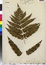 Dryopteris goldiana image