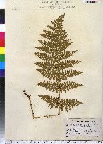 Dryopteris carthusiana image