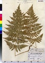 Dryopteris carthusiana image