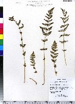 Woodsia obtusa image