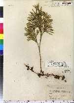 Lycopodium obscurum image