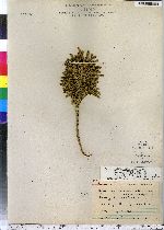 Lycopodium obscurum image