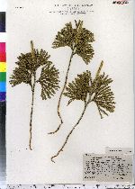 Dendrolycopodium obscurum image