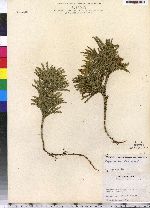 Dendrolycopodium obscurum image