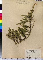 Lycopodium clavatum image