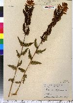 Osmunda claytoniana image