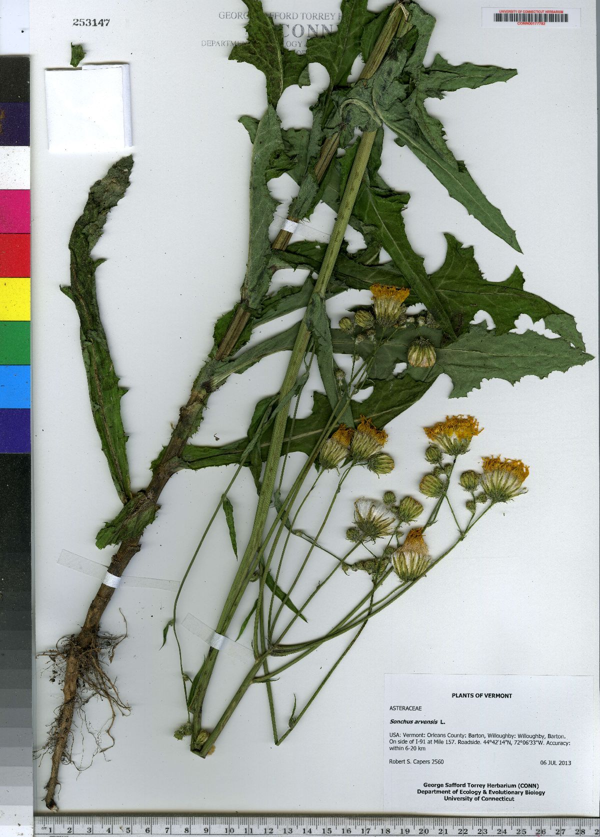 Sonchus image