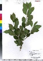 Ilex verticillata image