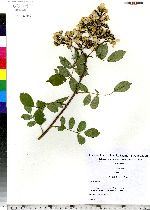 Rosa multiflora image