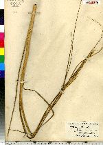 Spartina alterniflora image